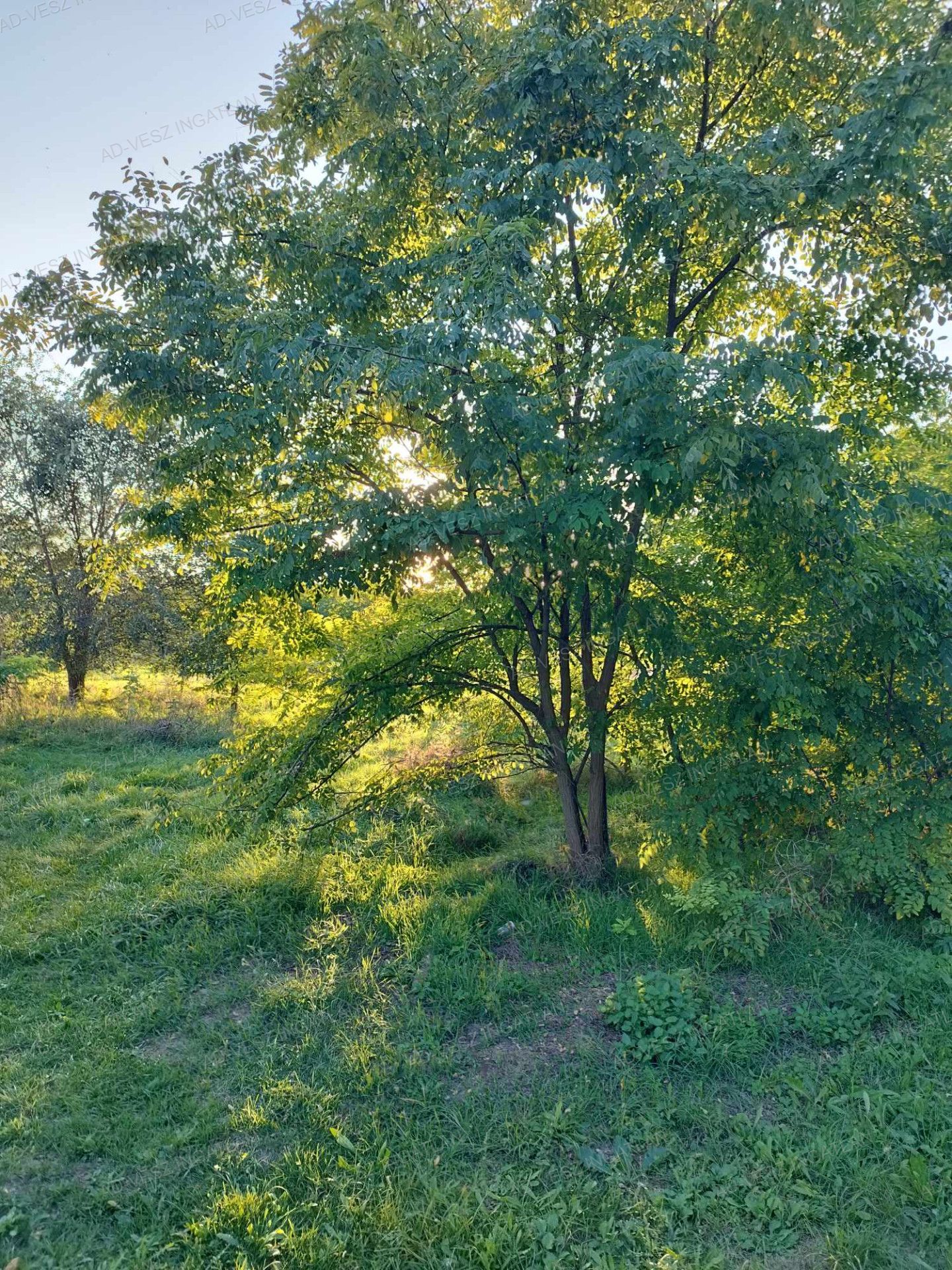 Ócsa Eladó  Telek/földterület  Ócsa Eladó  Telek/földterület Pest megye 