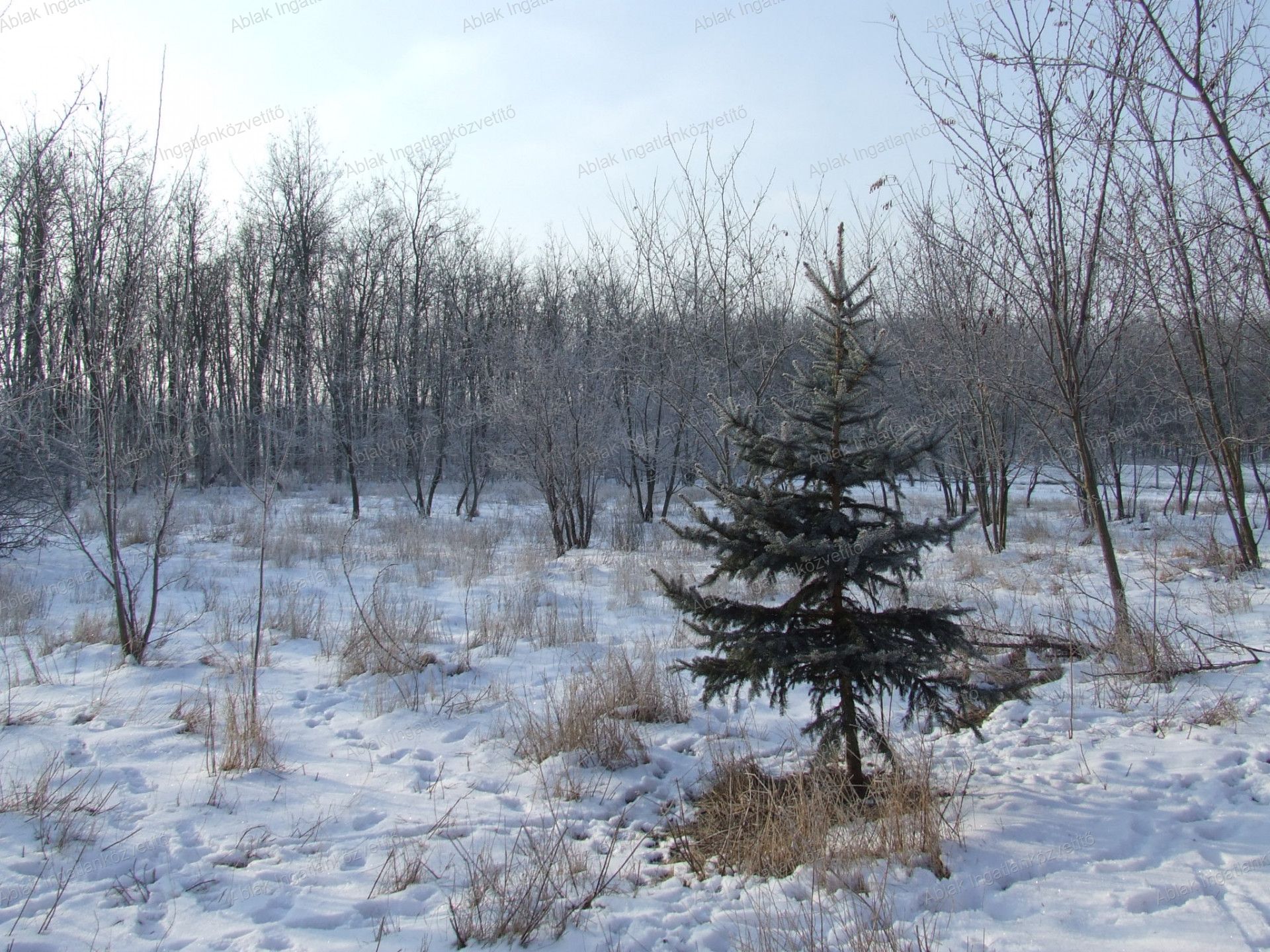Kecskemét Eladó  Családi ház  Kecskemét Eladó  Családi ház Bács-Kiskun megye 