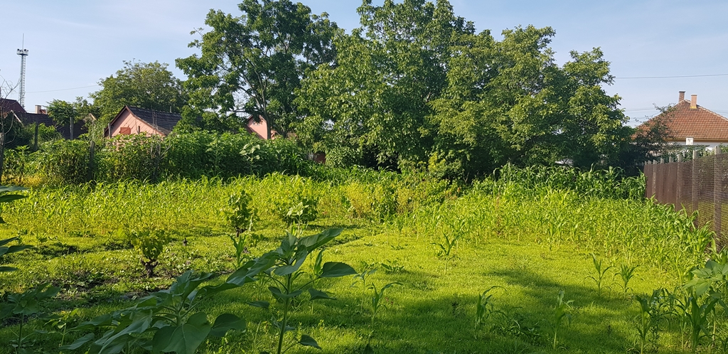 Nagykáta Eladó  Telek/földterület  Nagykáta Eladó  Telek/földterület Pest megye 