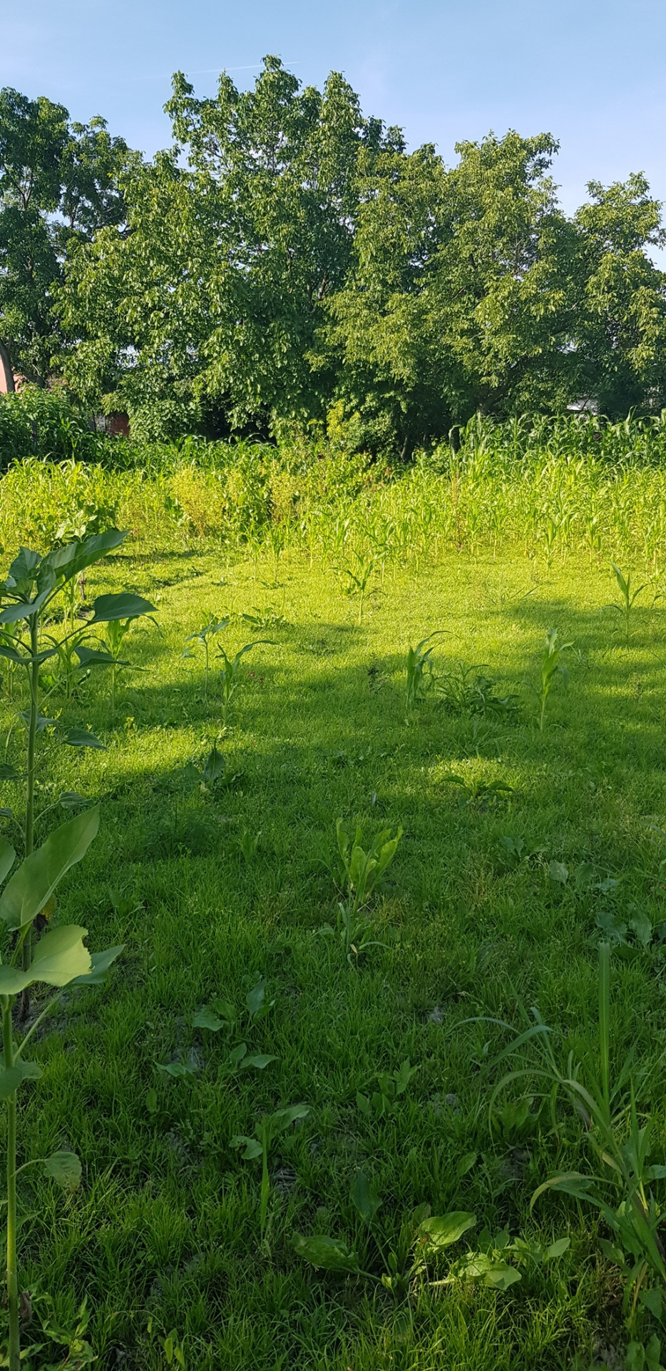 Nagykáta Eladó  Telek/földterület  Nagykáta Eladó  Telek/földterület Pest megye 