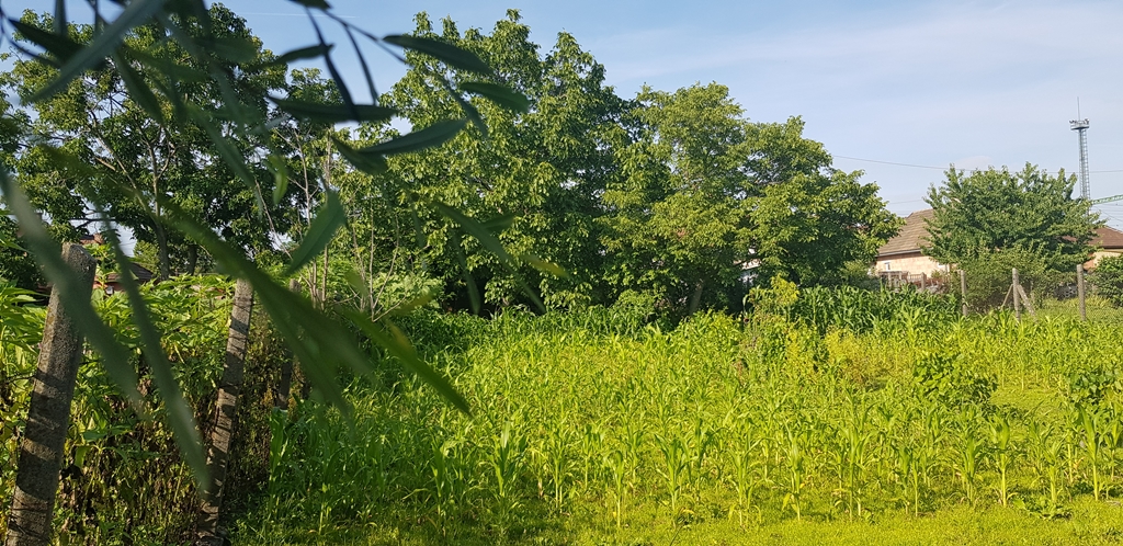 Nagykáta Eladó  Telek/földterület  Nagykáta Eladó  Telek/földterület Pest megye 