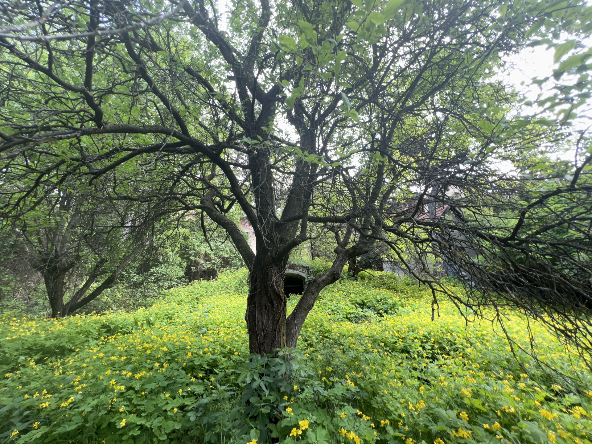 Diósd Eladó  Telek/földterület  Diósd Eladó  Telek/földterület Pest megye 