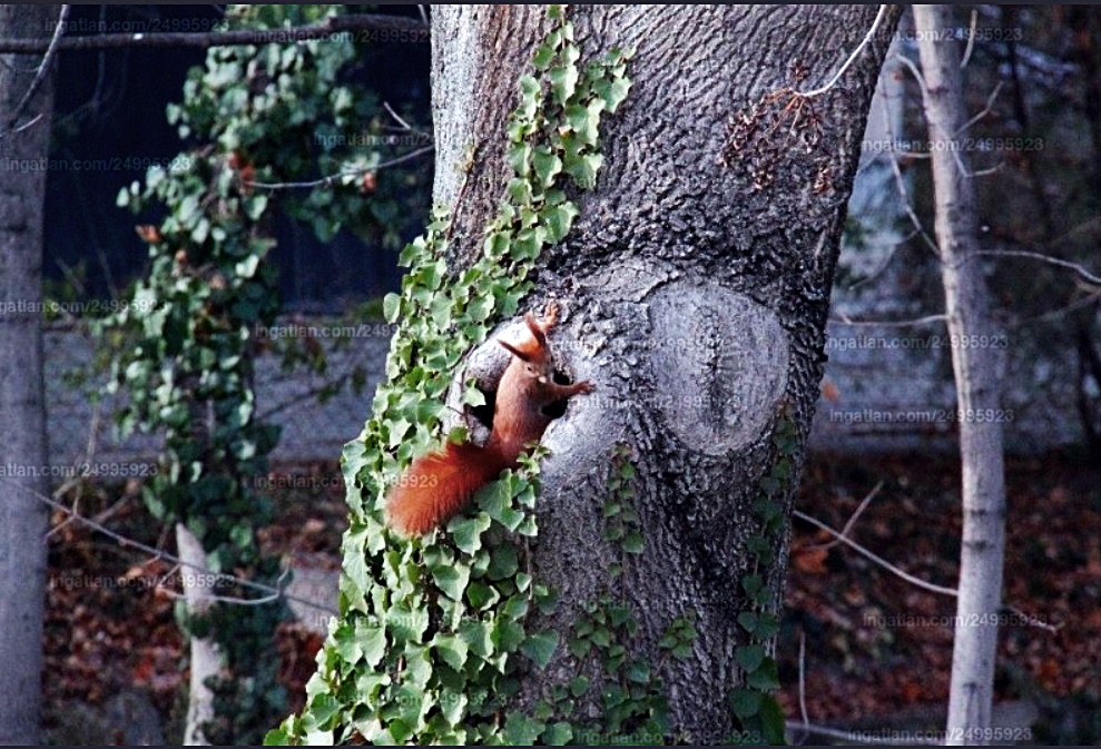 Budapest Eladó Családi ház 