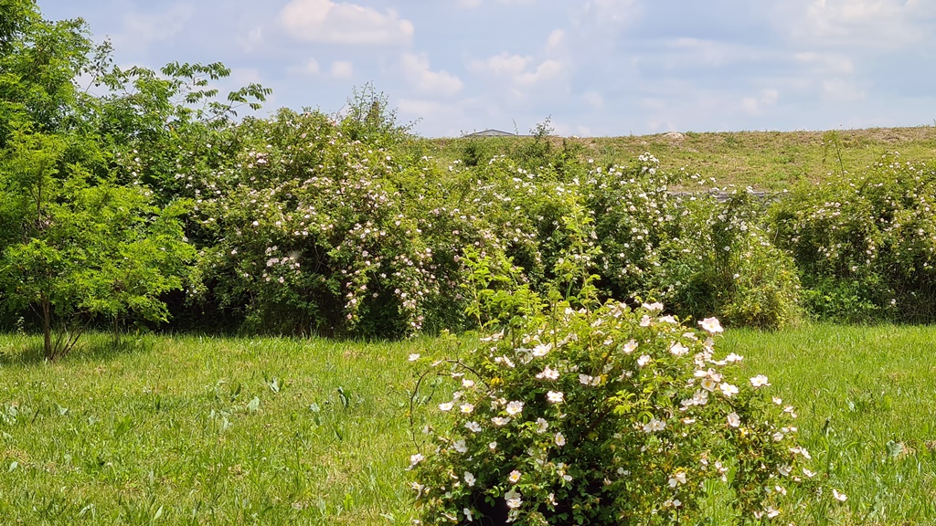 Budapest Eladó  Telek/földterület  Budapest Eladó  Telek/földterület  