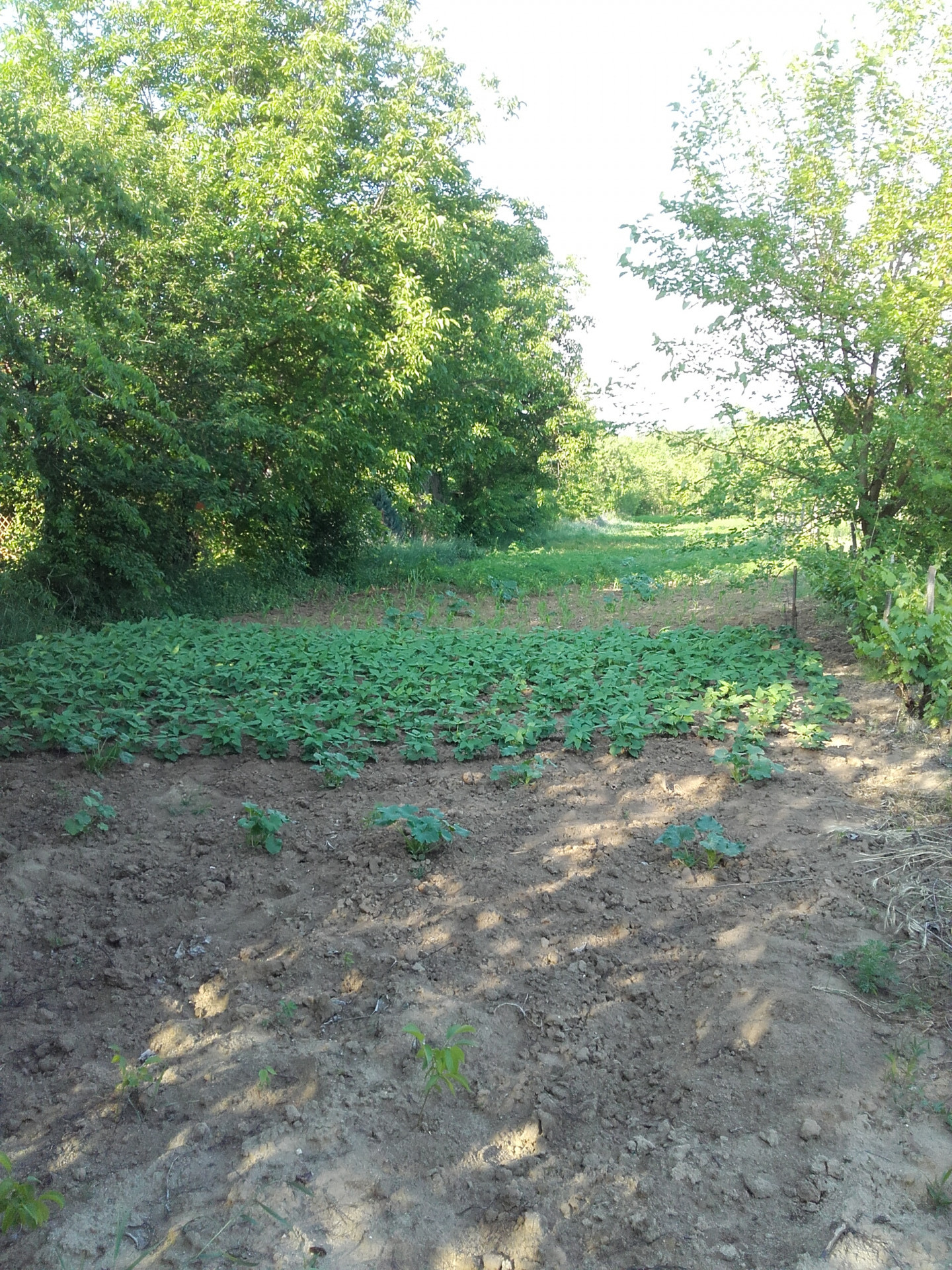 Balatonszárszó Eladó  Telek/földterület  Balatonszárszó Eladó  Telek/földterület Somogy megye 