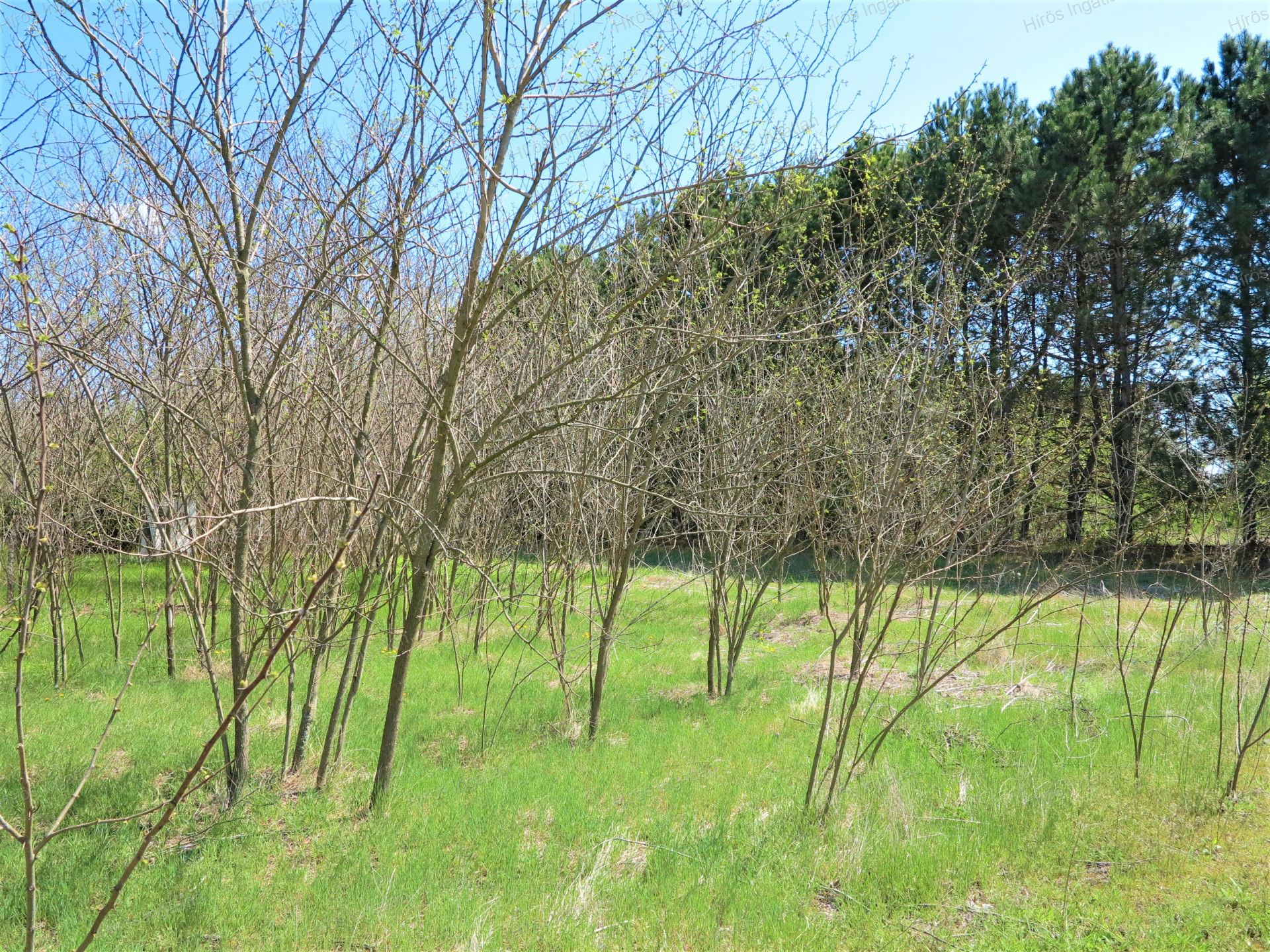 Kecskemét Eladó  Családi ház  Kecskemét Eladó  Családi ház Bács-Kiskun megye 