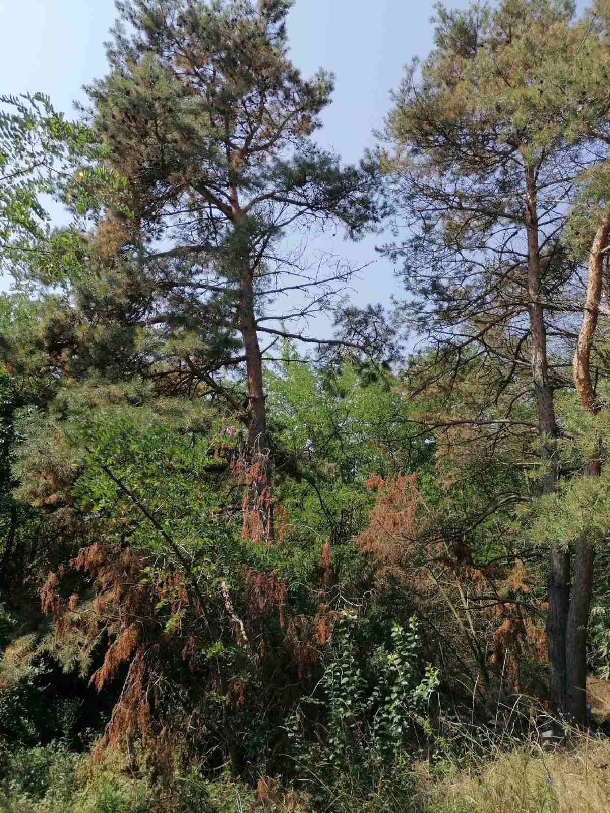 Kecskemét Eladó  Telek/földterület  Kecskemét Eladó  Telek/földterület Bács-Kiskun megye 