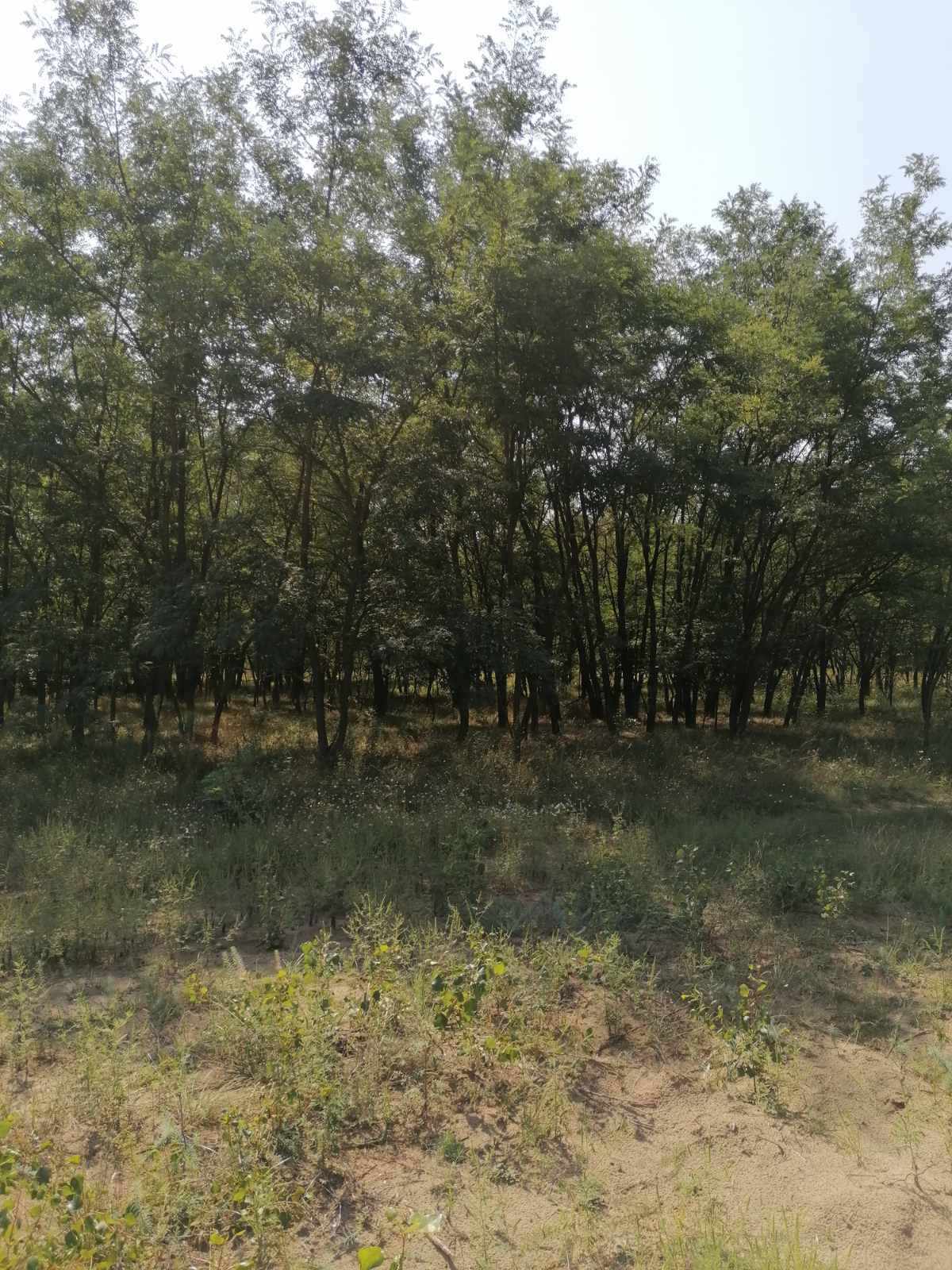 Kecskemét Eladó  Telek/földterület  Kecskemét Eladó  Telek/földterület Bács-Kiskun megye 