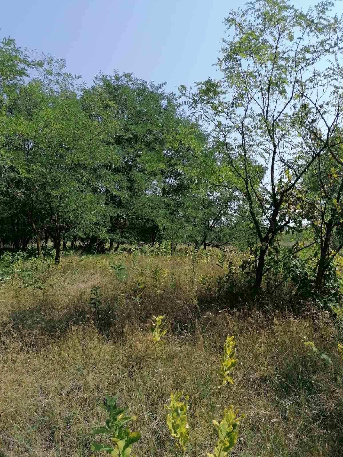 Kecskemét Eladó  Telek/földterület  Kecskemét Eladó  Telek/földterület Bács-Kiskun megye 