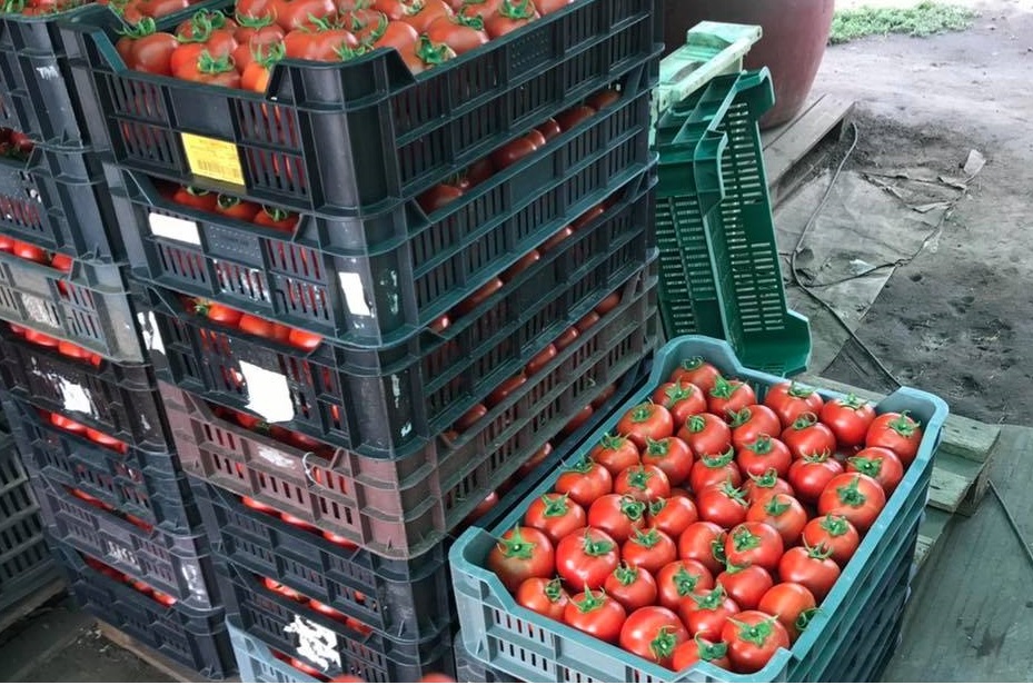 Kecskemét Eladó  Telek/földterület  Kecskemét Eladó  Telek/földterület Bács-Kiskun megye 