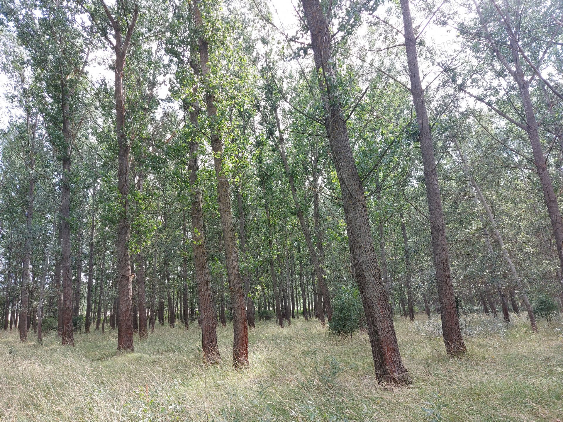 Tiszapüspöki Eladó Telek/földterület 