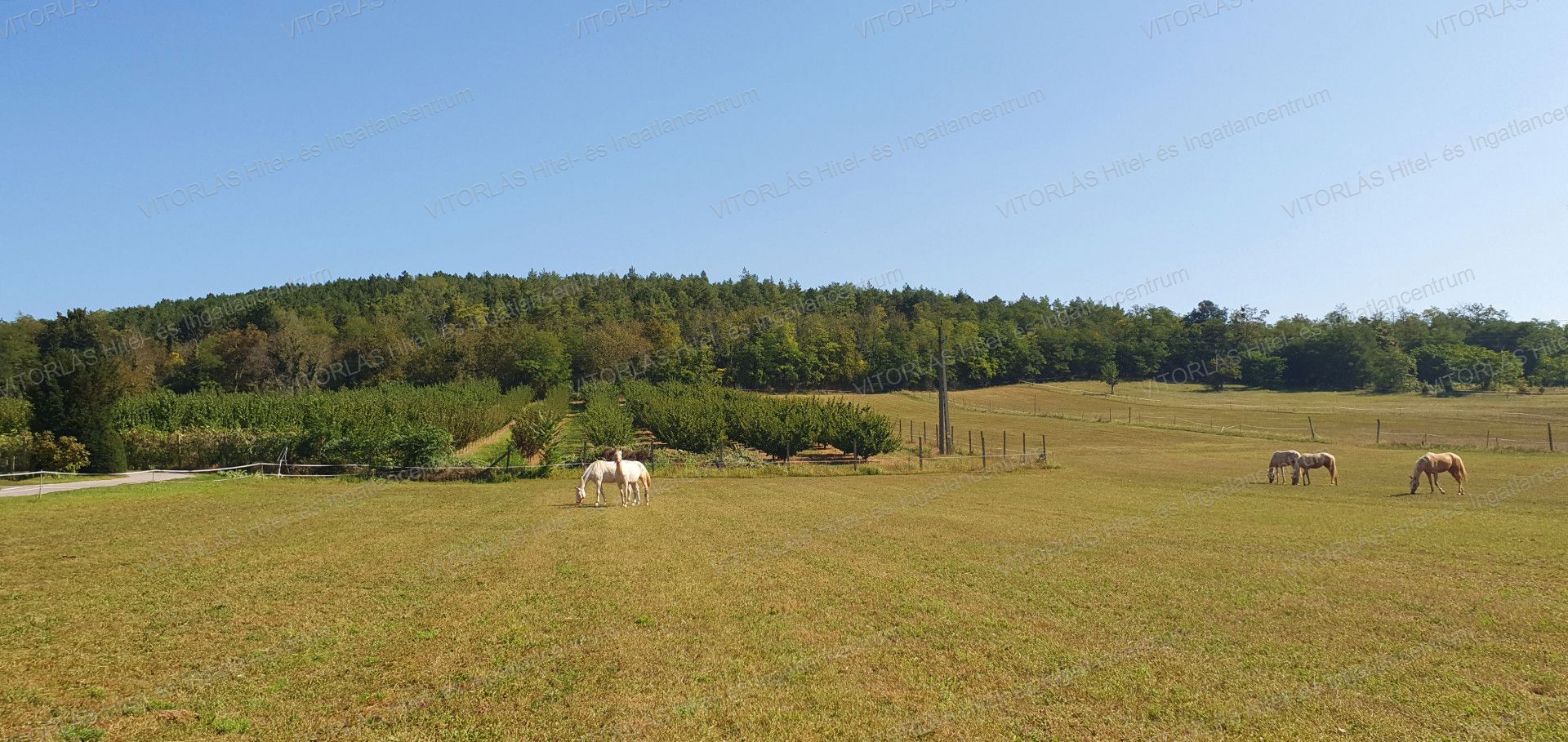 Visz Telek/földterület Eladó